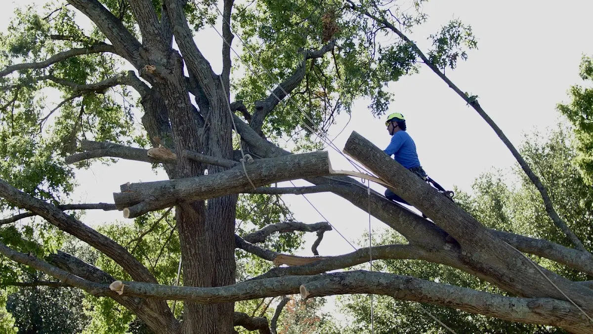 Professional Crown Thinning performed by certified arborists in New Harmony