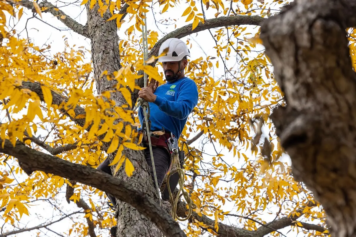 Skilled Tree Planing crew working in New Harmony
